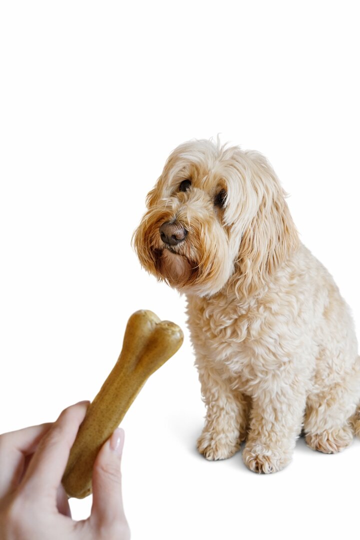 Kauwbot hond buffelhuid – veilig kauwbeen Labradoodle | Betuwe