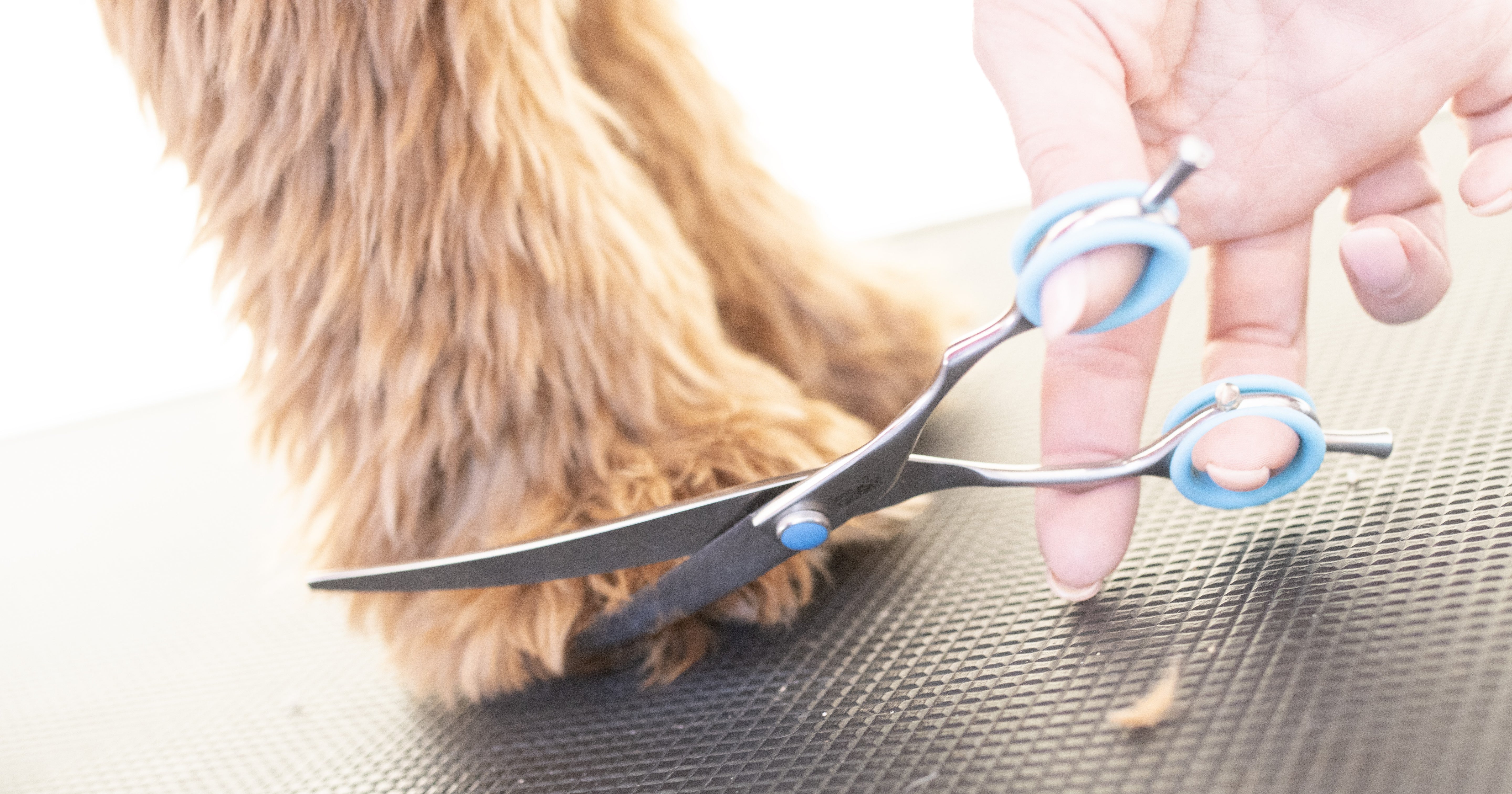 Gebogen Trimschaar Hond 8 Inch – Tools to Groom – Labradoodle & Doodle Vacht