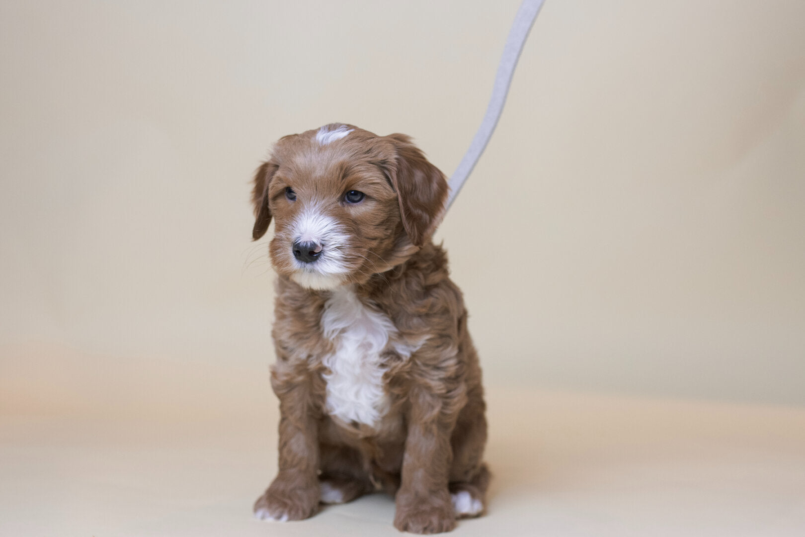 Flamingo Janka Looplijn – Luxe Looplijn voor Labradoodle & Puppy