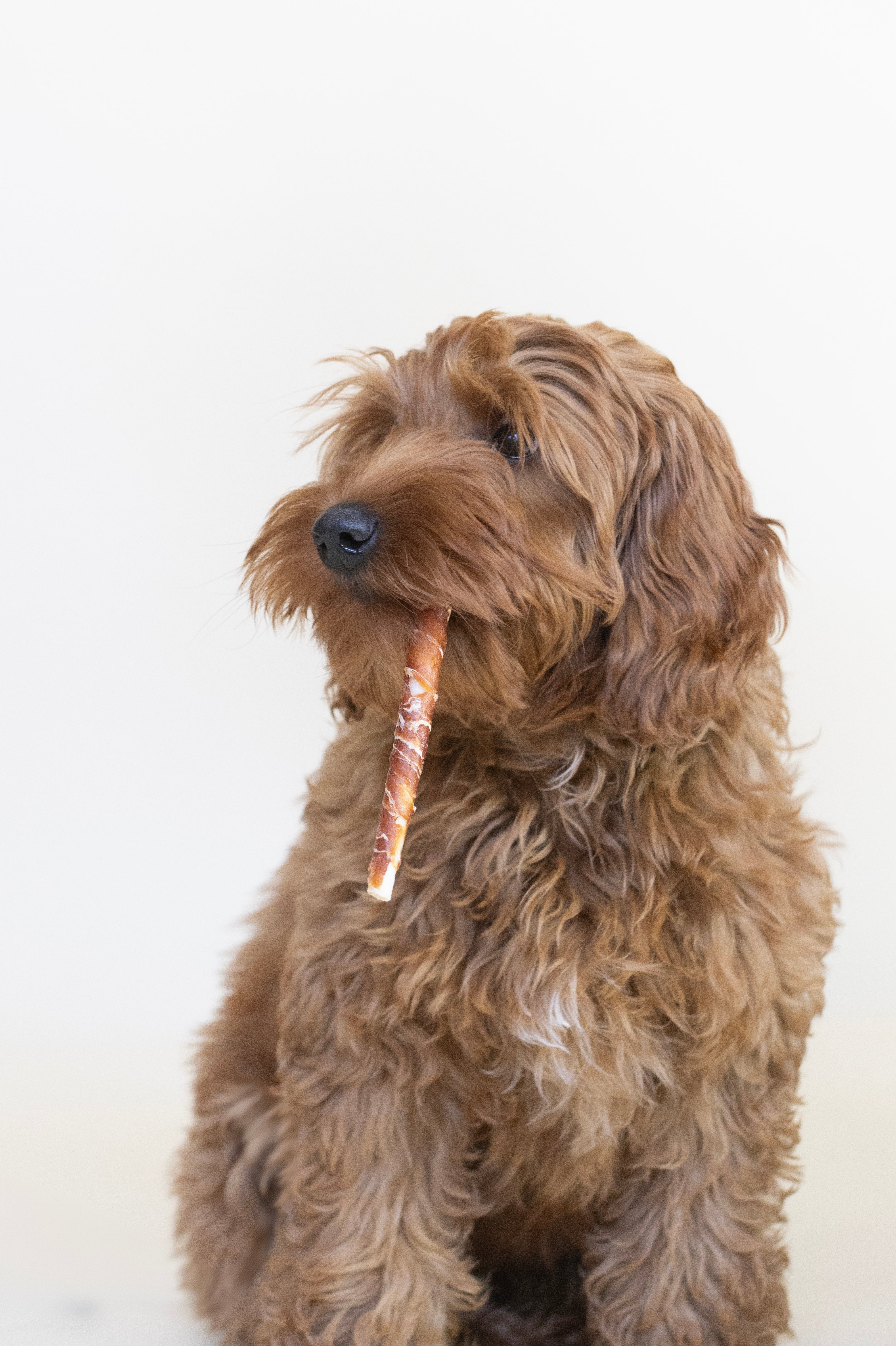 R'Hide Kauwstaven met Kip & Kabeljauw – Graanvrije Hondensnack –  | Betuwse Labradoodles
