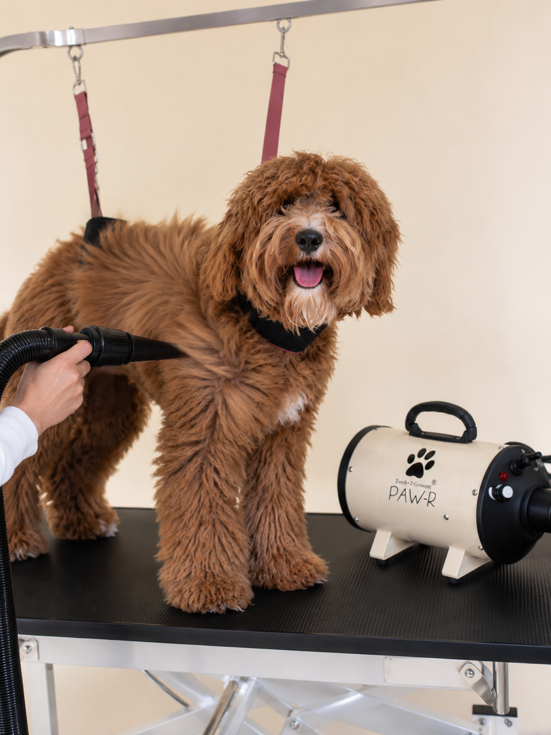 Waterblazer voor Labradoodle | Paw-R 2200W – Getest door Betuwse Labradoodles